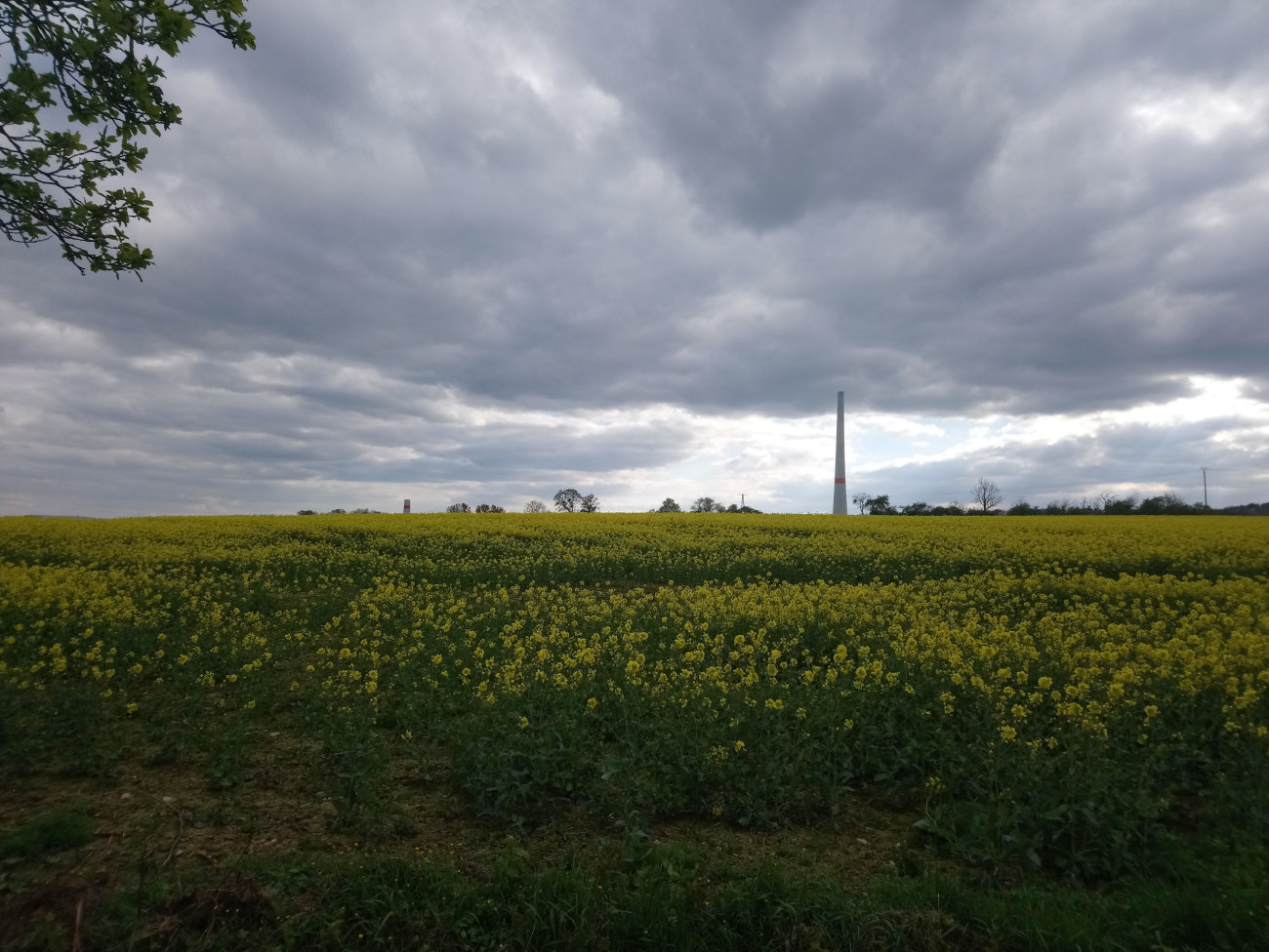 Rapsfeld