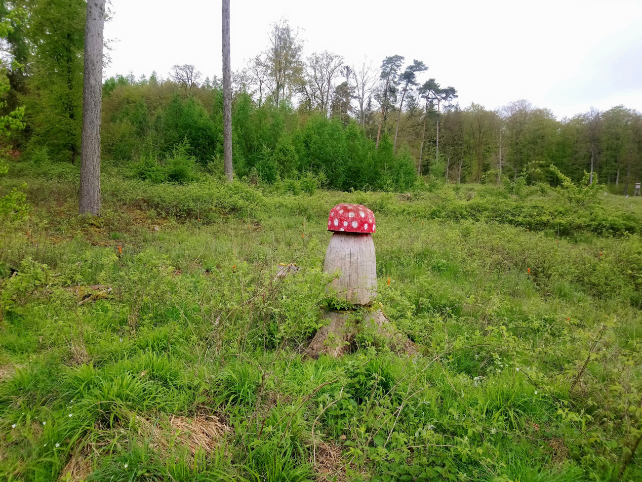 Baumpilz