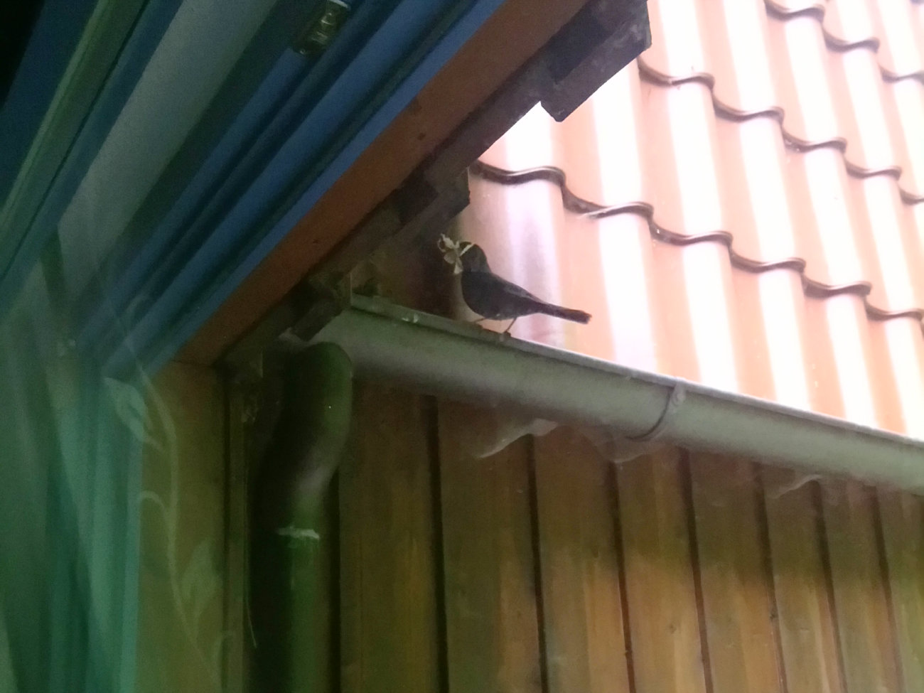 Amsel