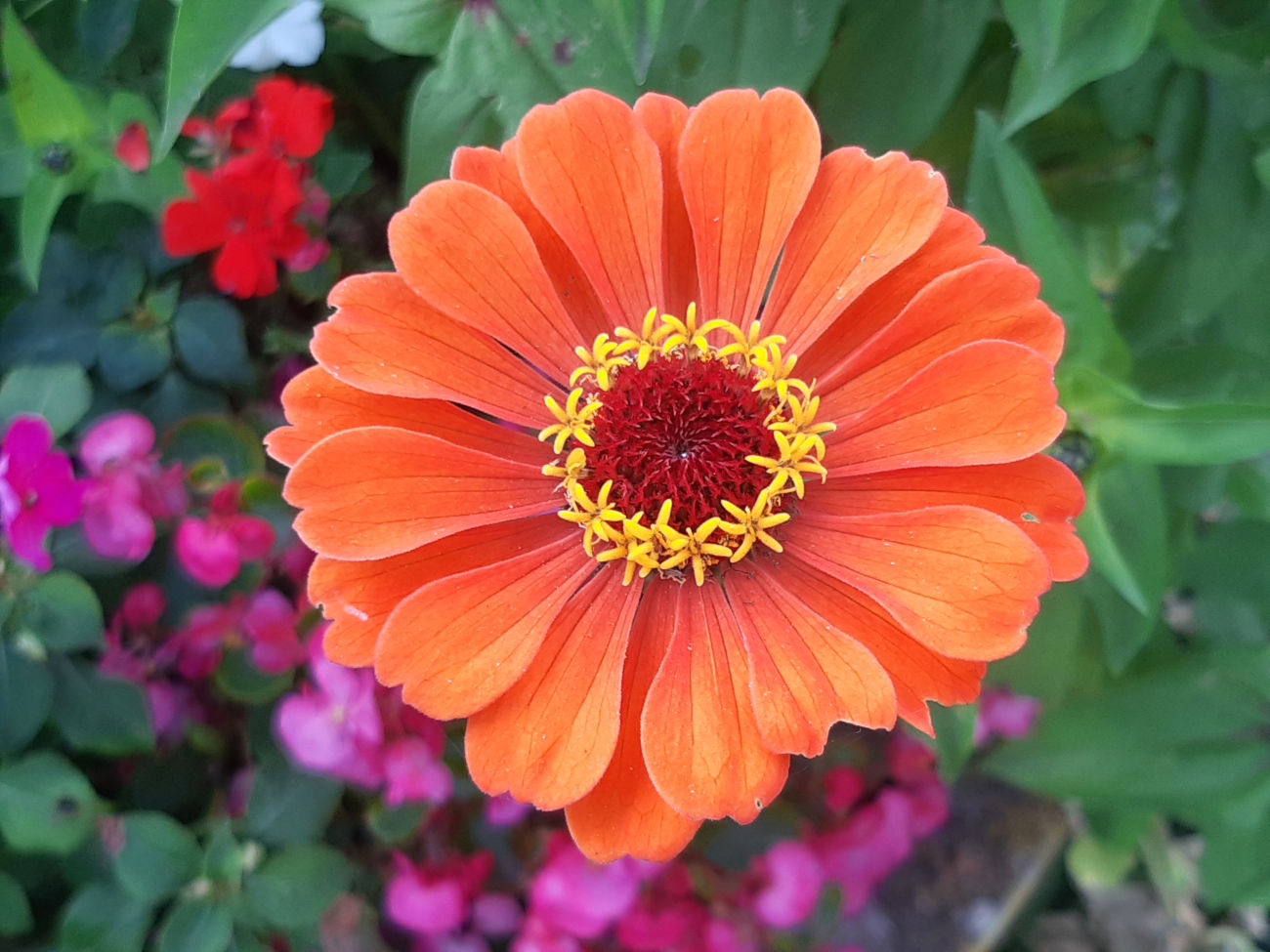Zinnie im Blumenk&uuml;bel