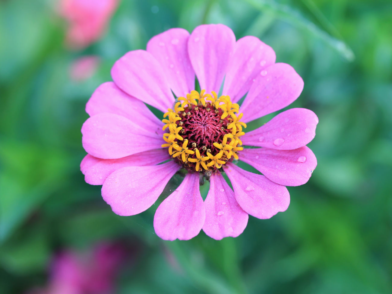 Zinnie im Blumenk&uuml;bel