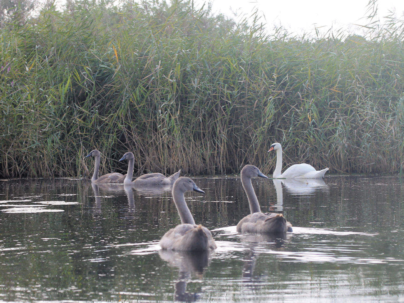 Schwanfamilie