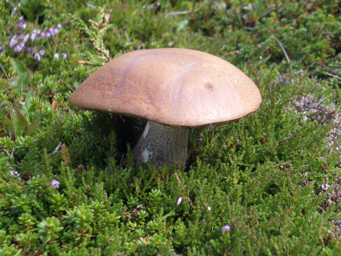 Pilz