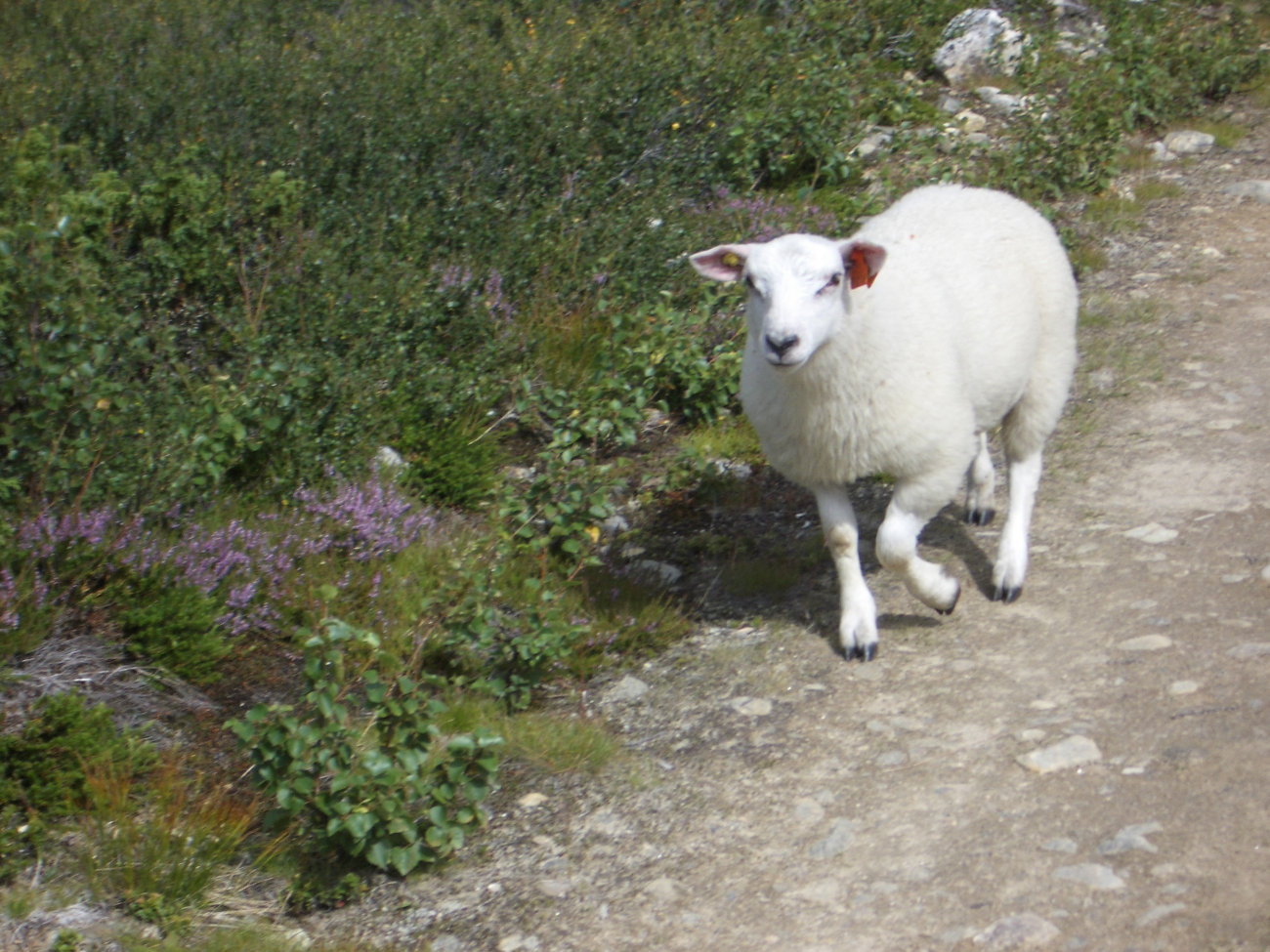 Schaf auf Weg