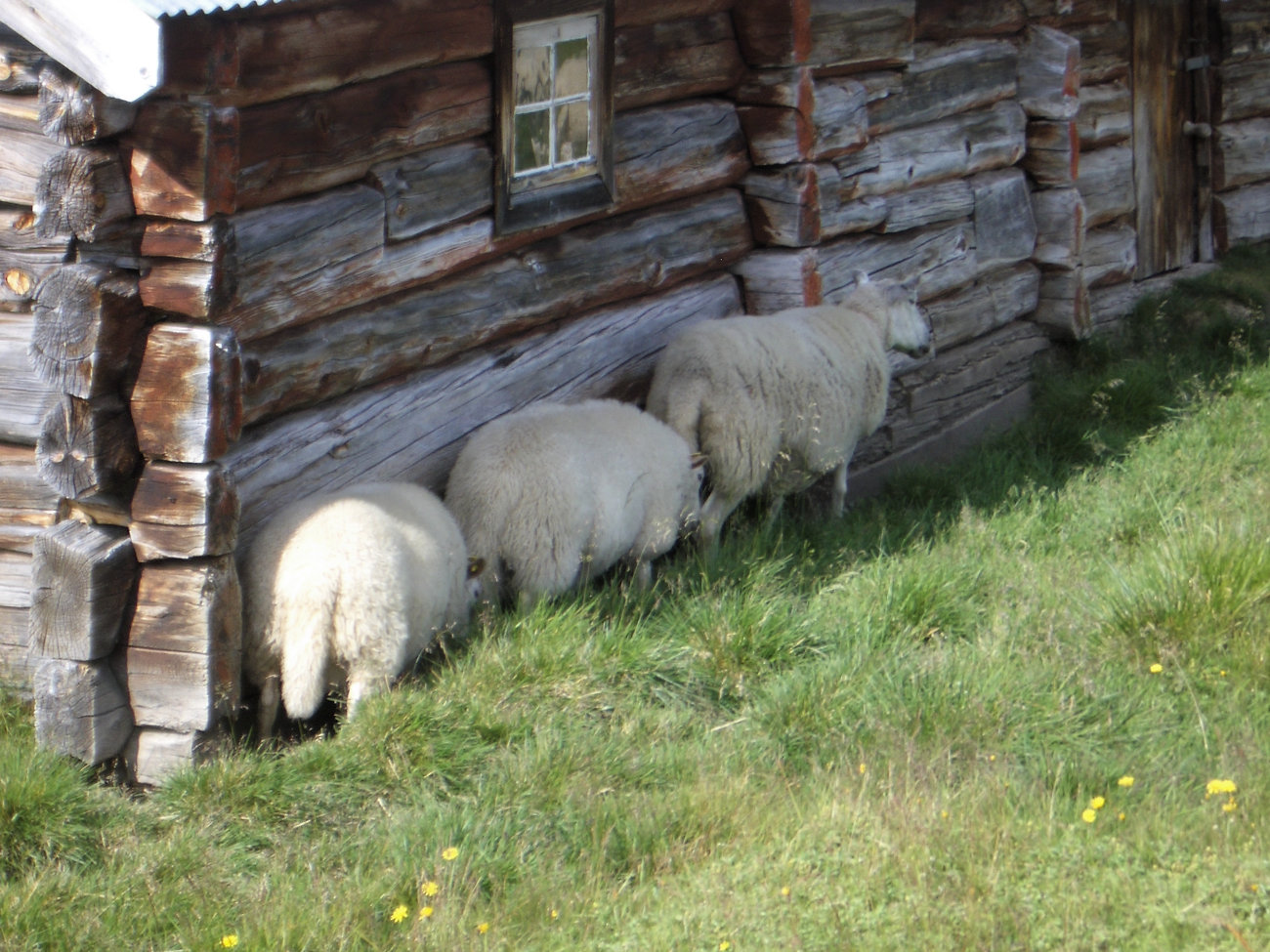 Schafe im Schatten
