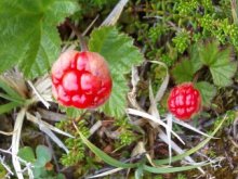 Marmeladen-Beeren