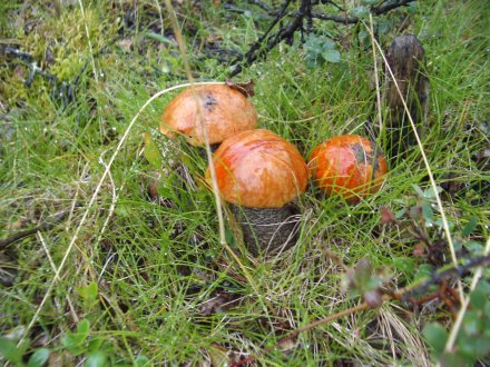 Pilze