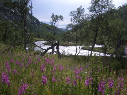 Wiese am Fluß