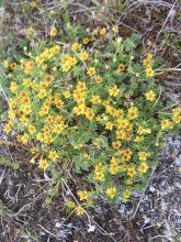 gelbe Blüten