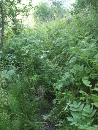 schlechter Pfad