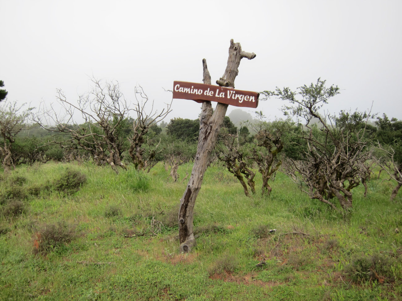 Camino de La Virgen
