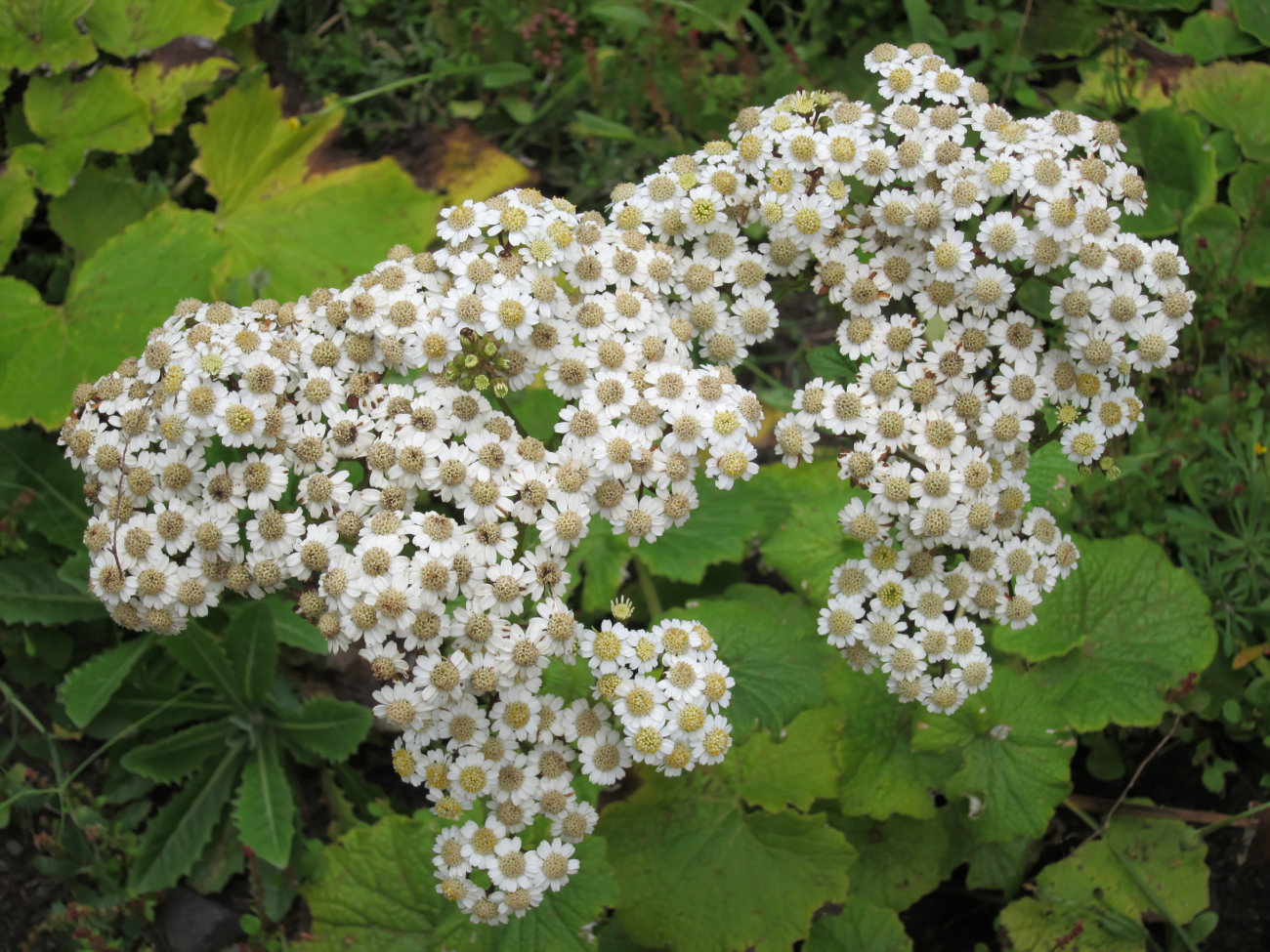 Blüten