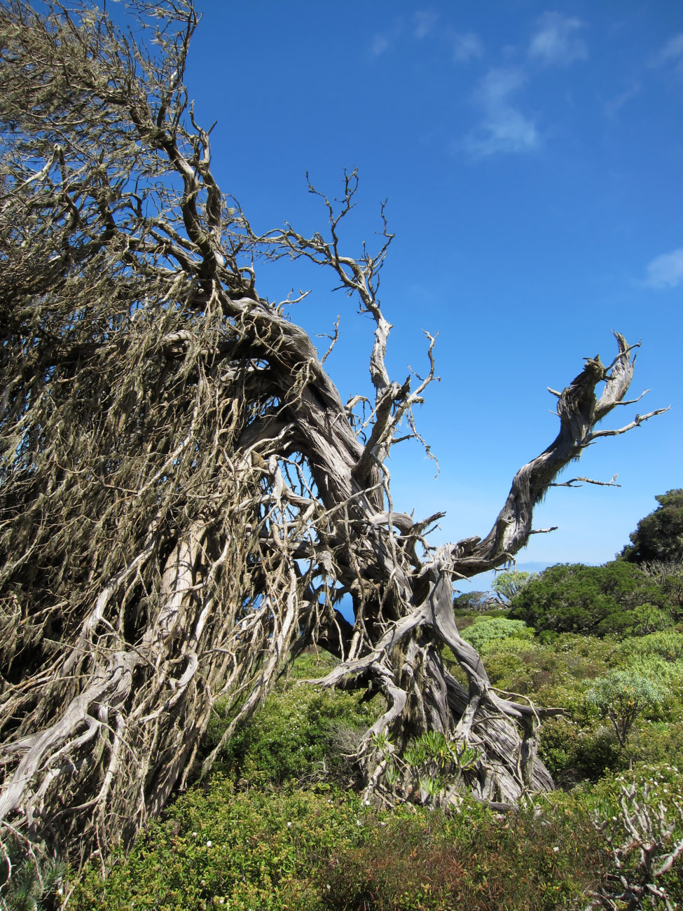 windgebeutelter Wacholderbaum
