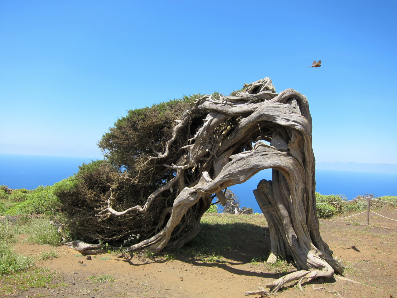 Sabina de El Hierro