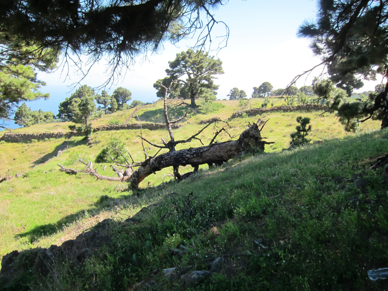 umgestürzter Baum