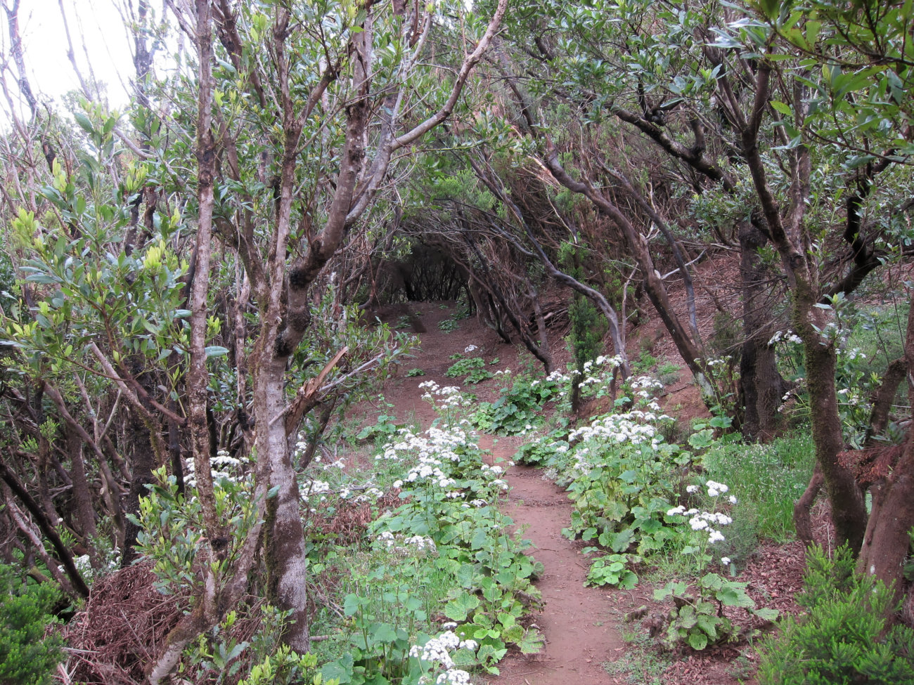 Lorbeerwald