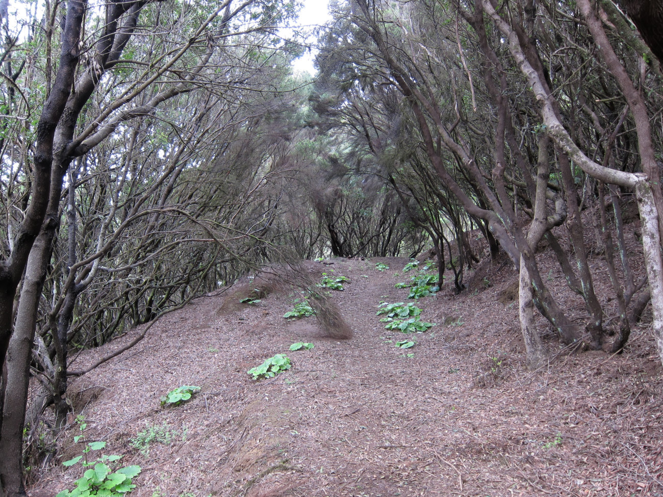 Lorbeerwald