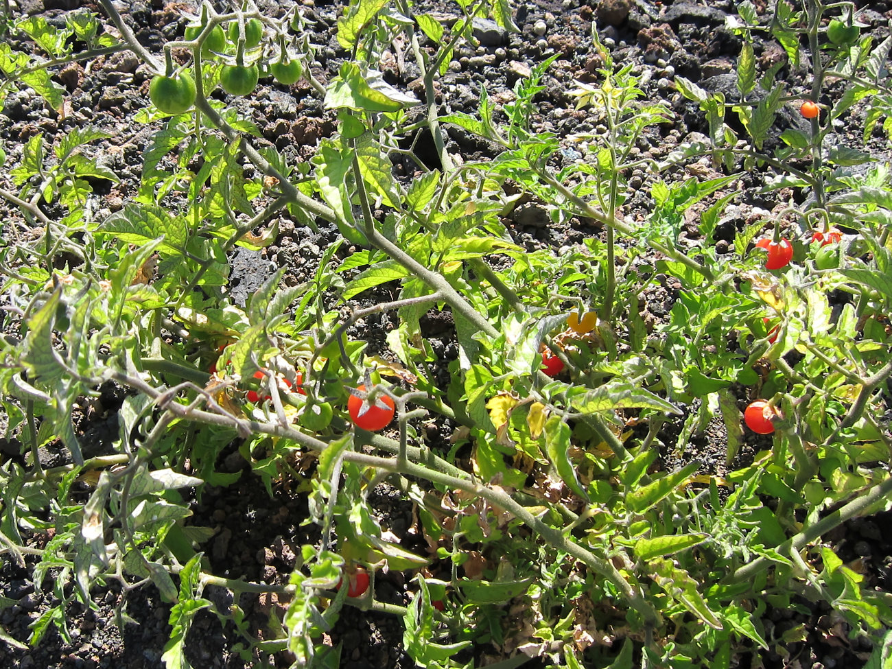 Tomaten