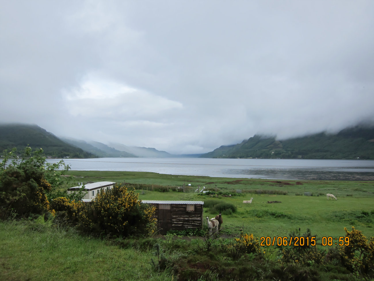 Lamafarm am Loch Duich