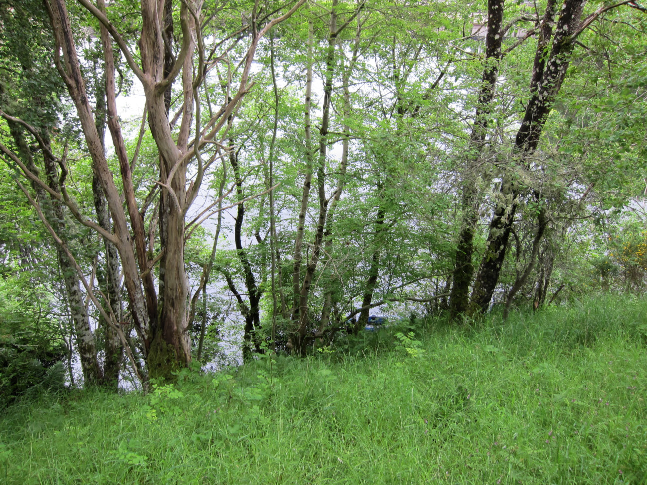 Böschung am Kilmorack Dam
