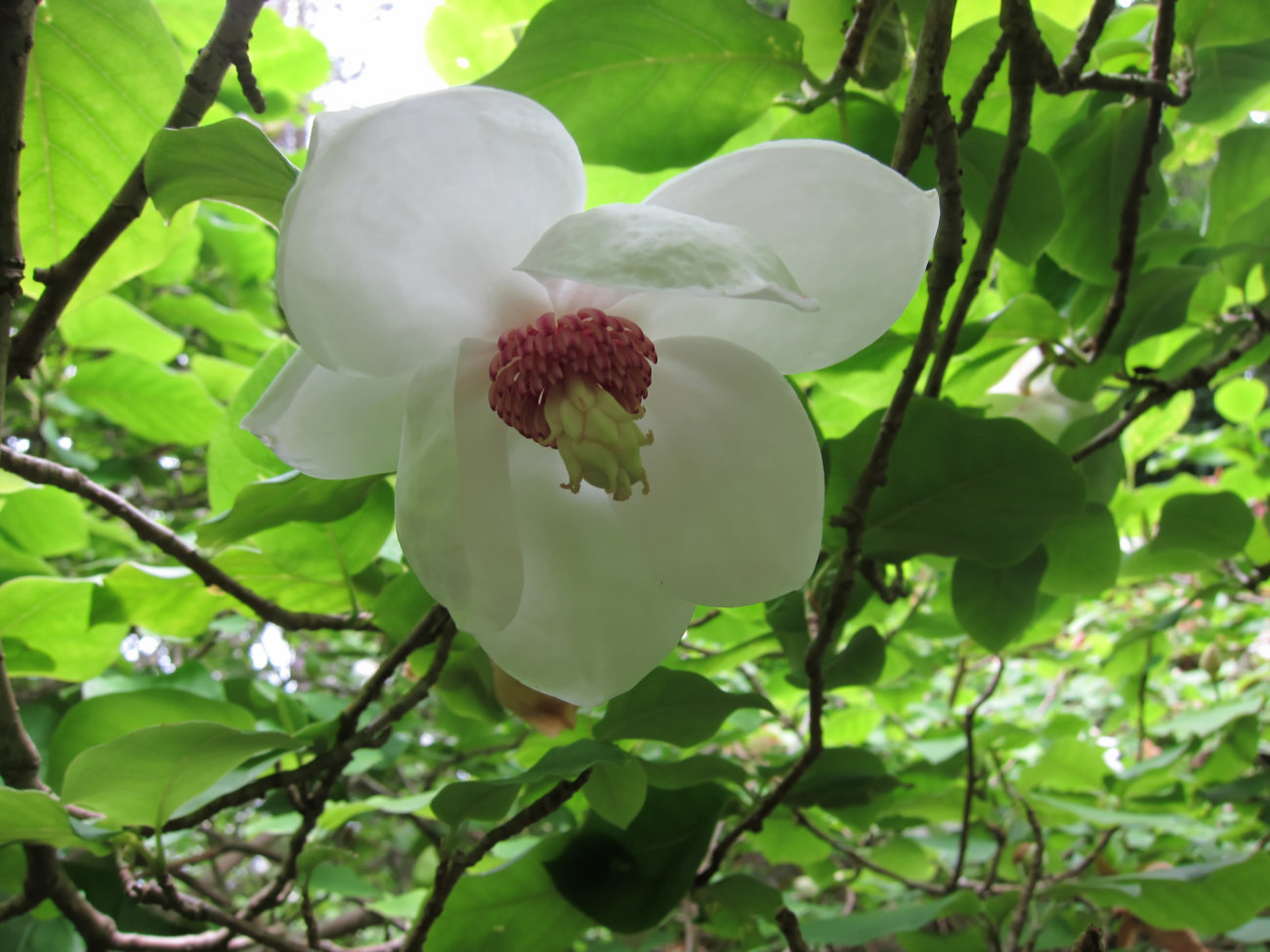 Sommer-Magnolie