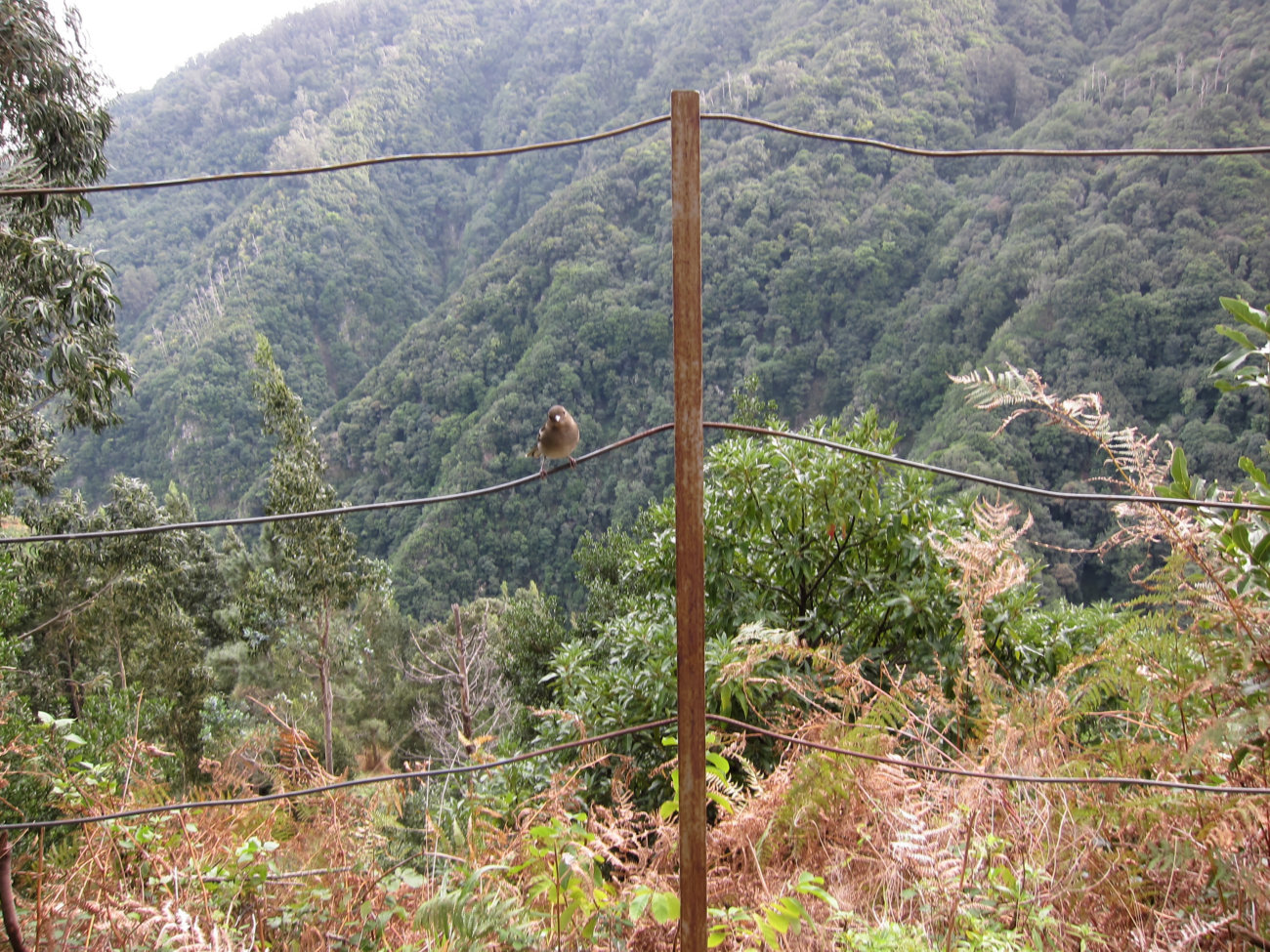 Levada-Spatz
