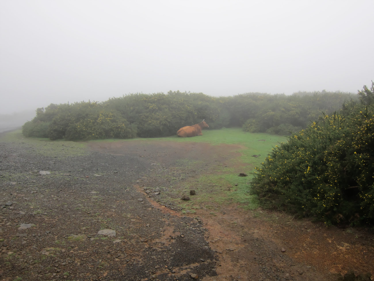 Kuh im Nebel