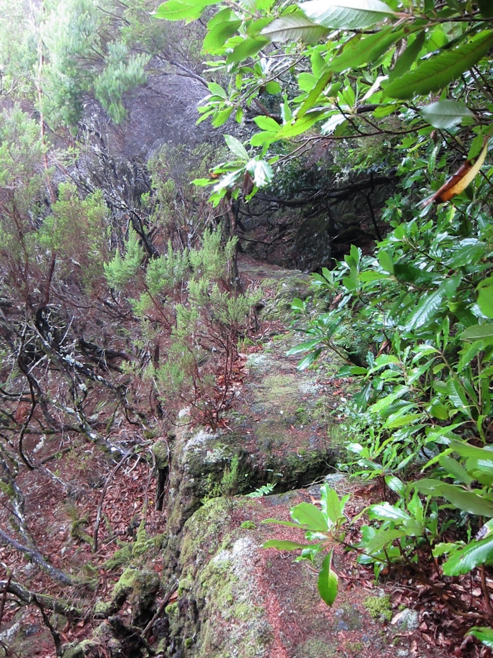 Levada