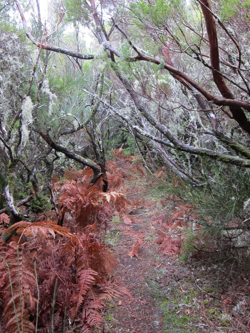 Levada