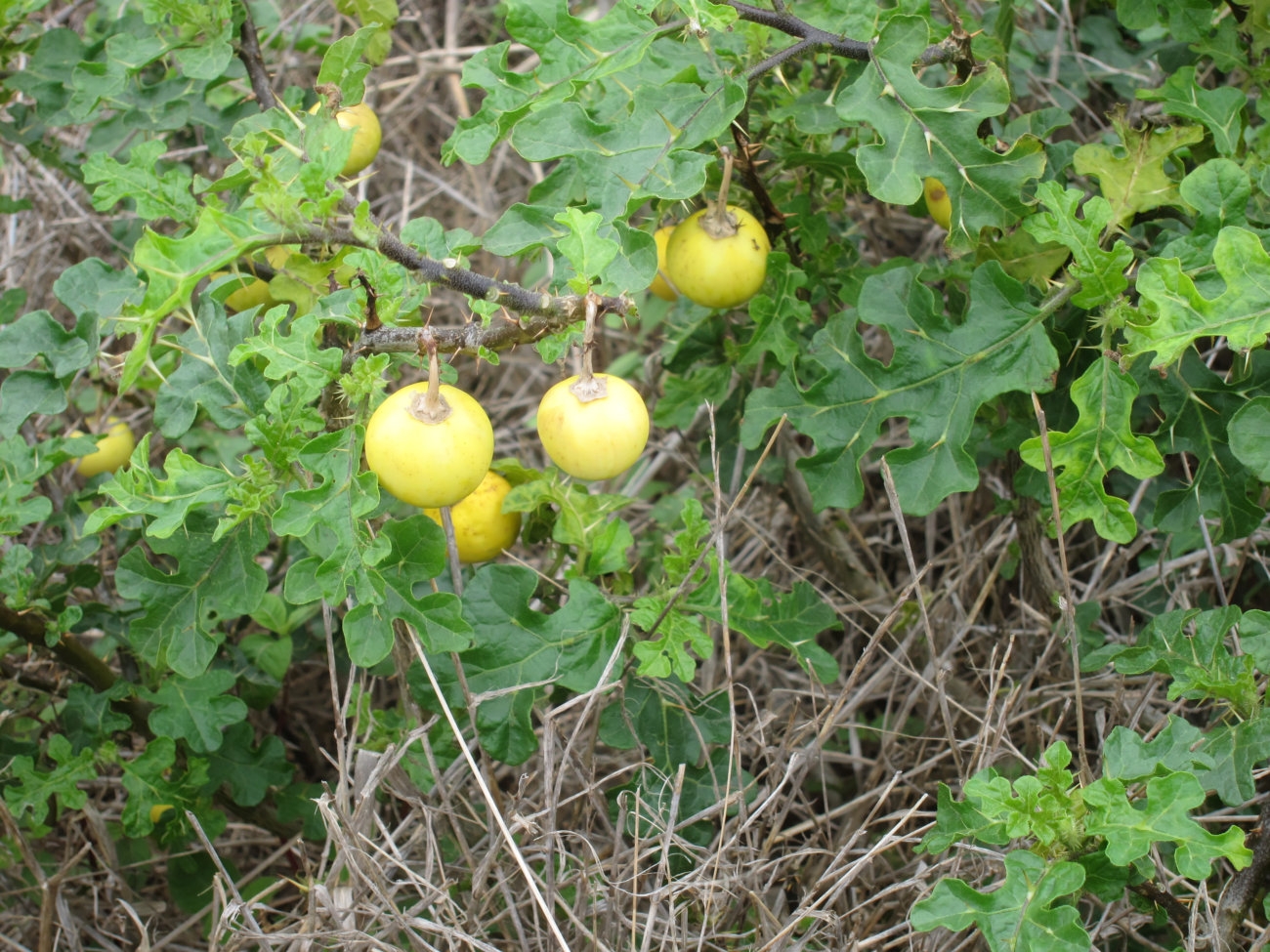 stachliges Obst