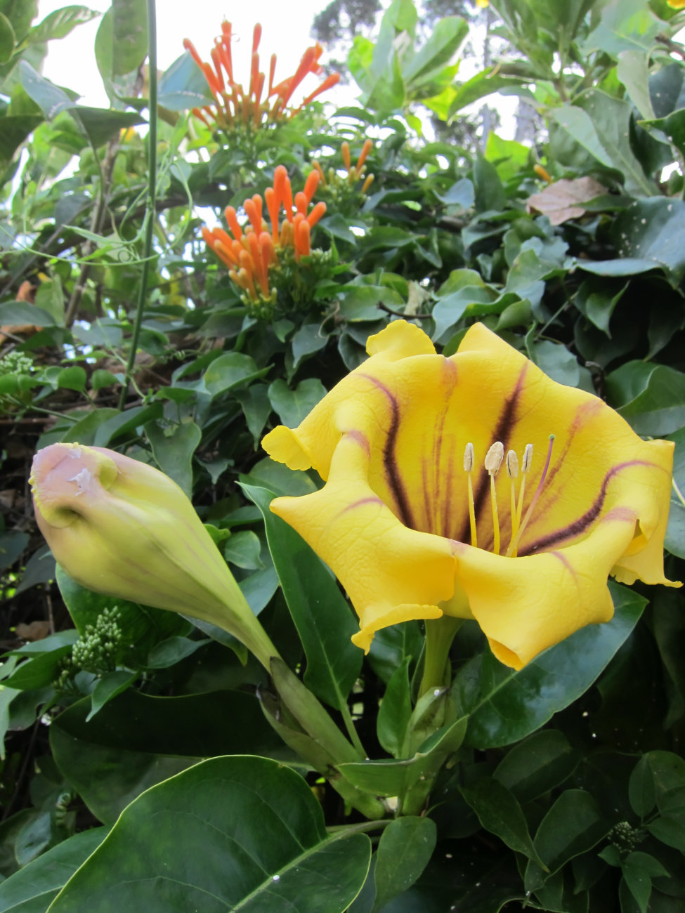 Blüte