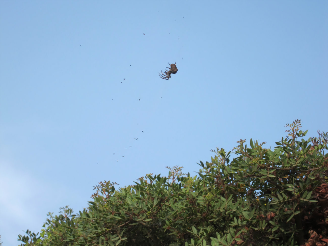 Spinne auf Lauer