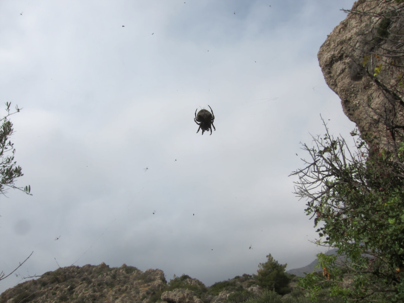 Spinne