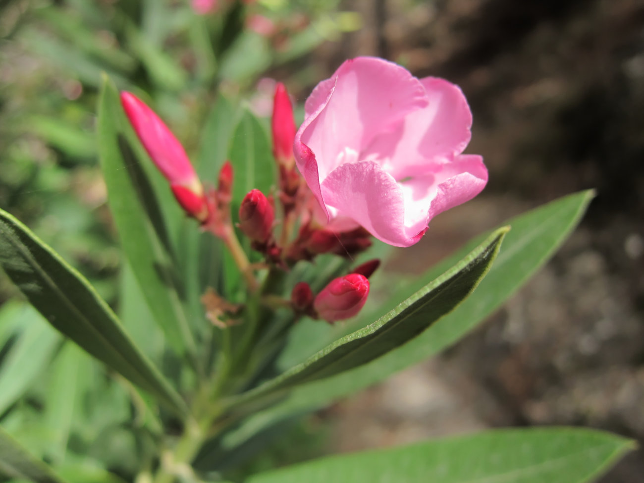 Rhododendron