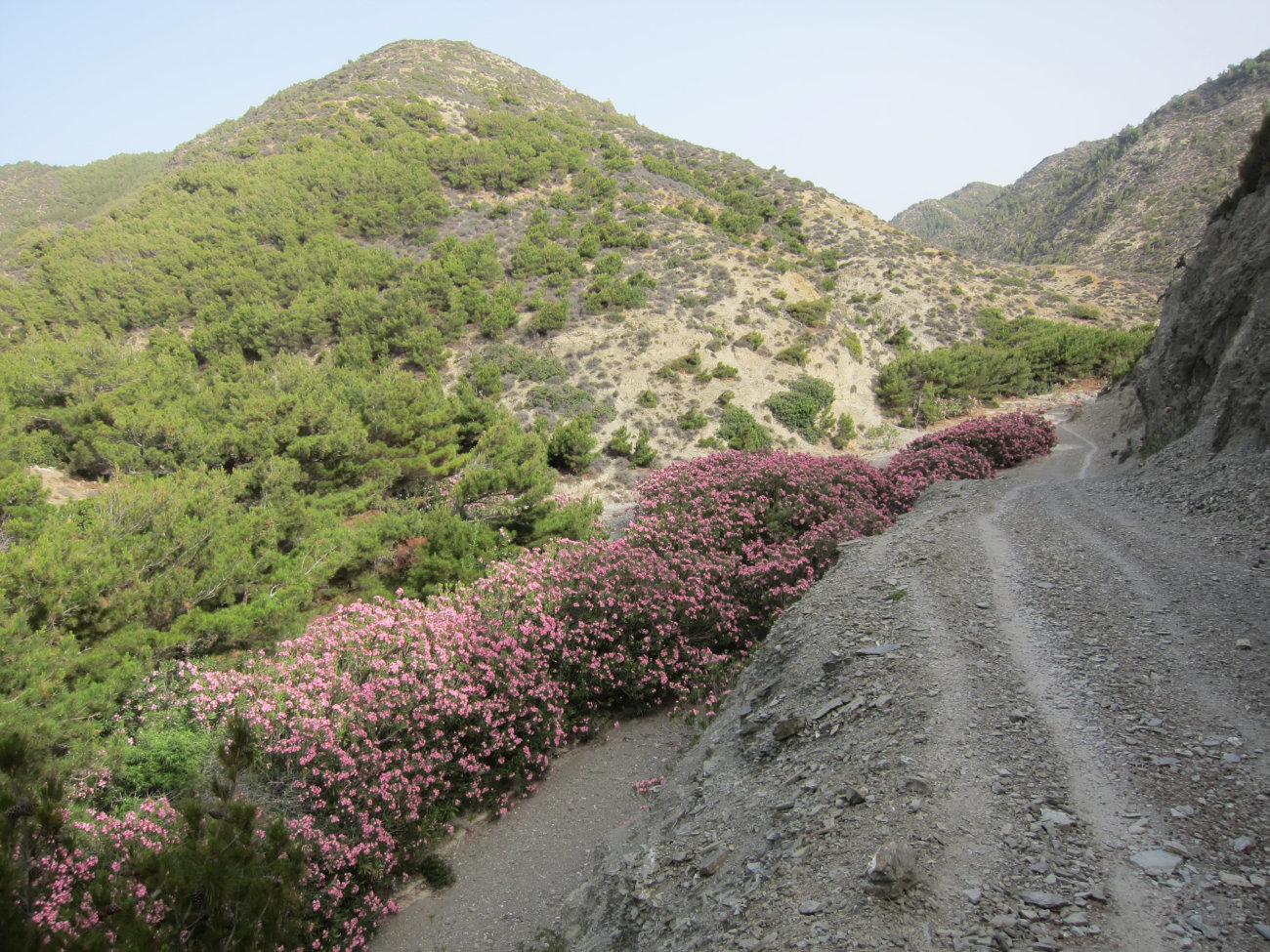 Rhododendron