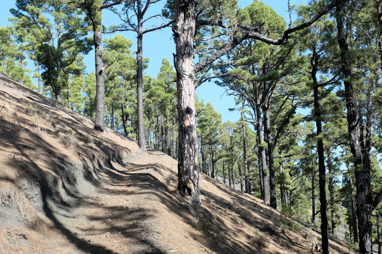 Waldweg