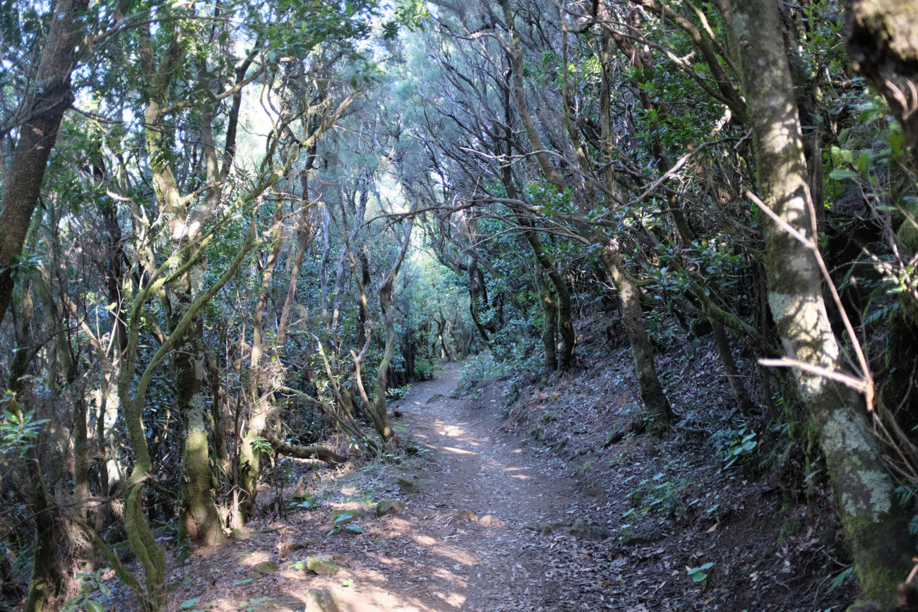 Lorbeerwald