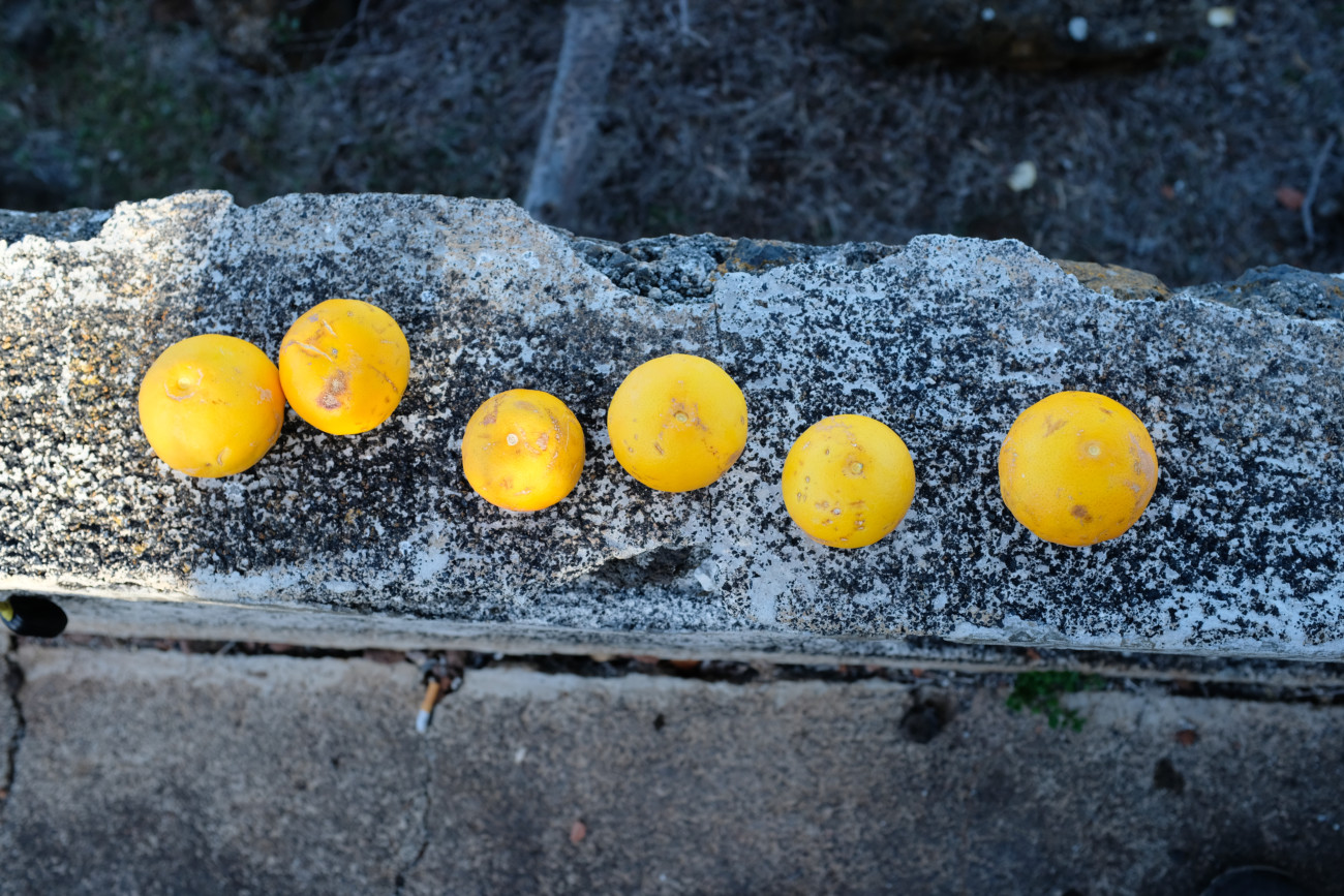 Orangenernte