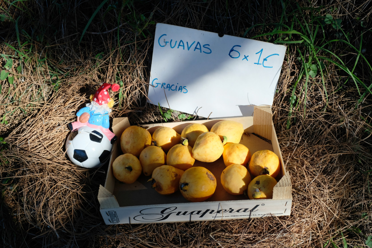 Guaven