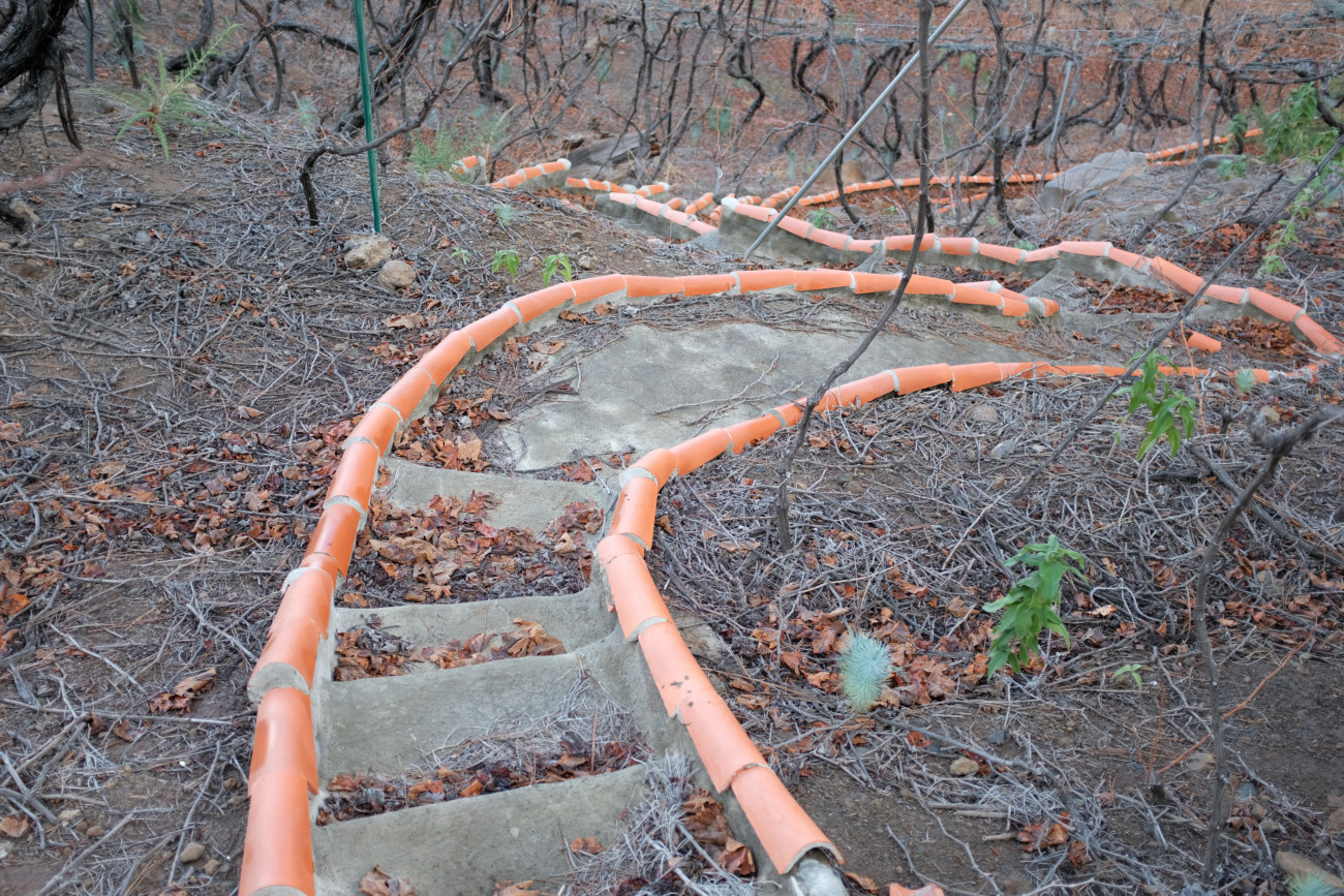 Weg im Weinberg
