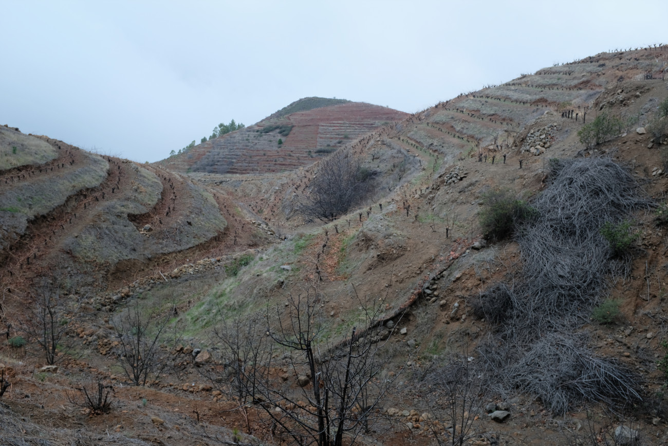 Weinberge