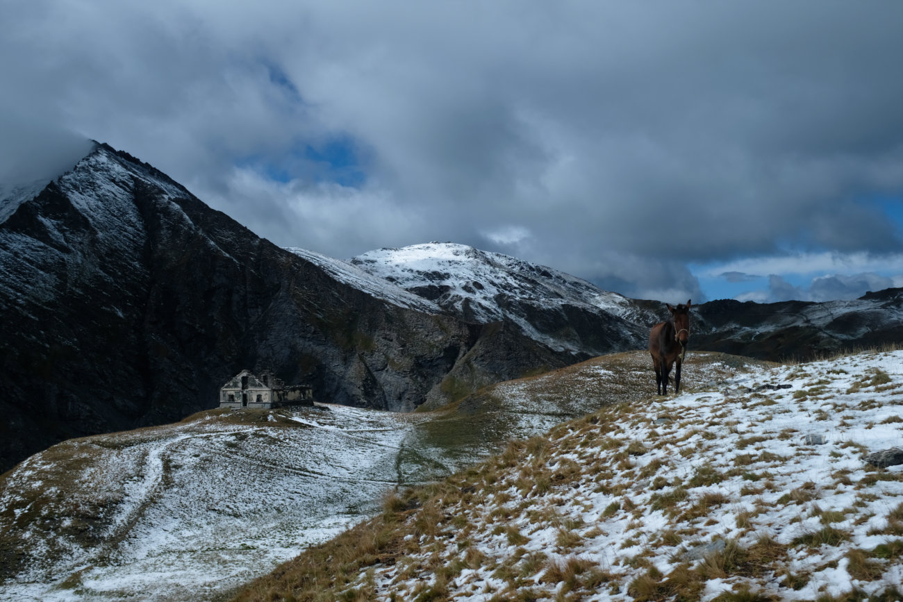 Pferd im Schnee