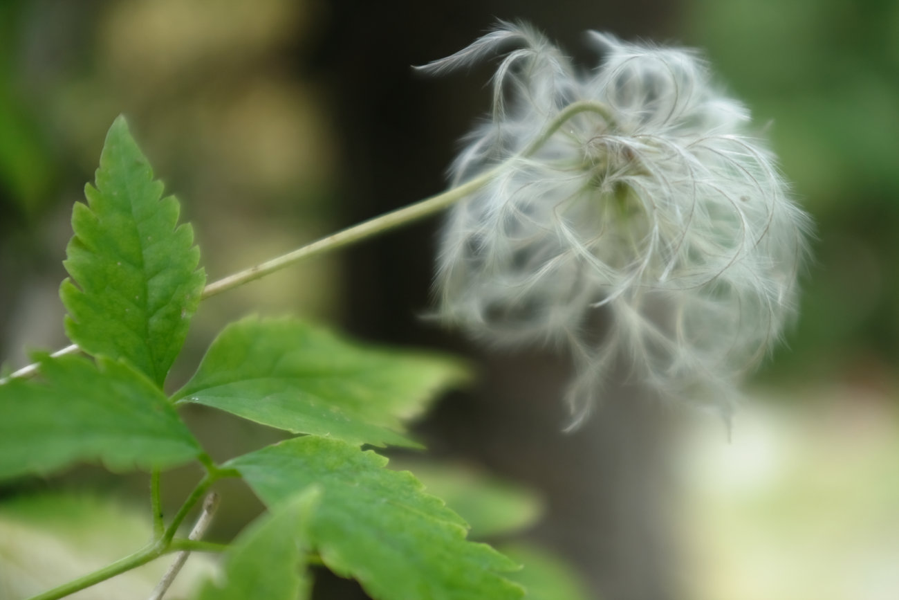 Clematis