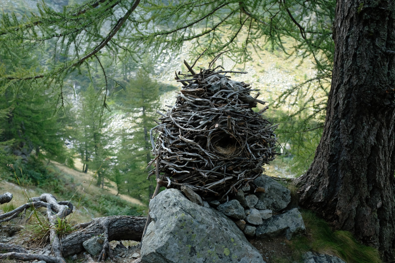 Bienenstock