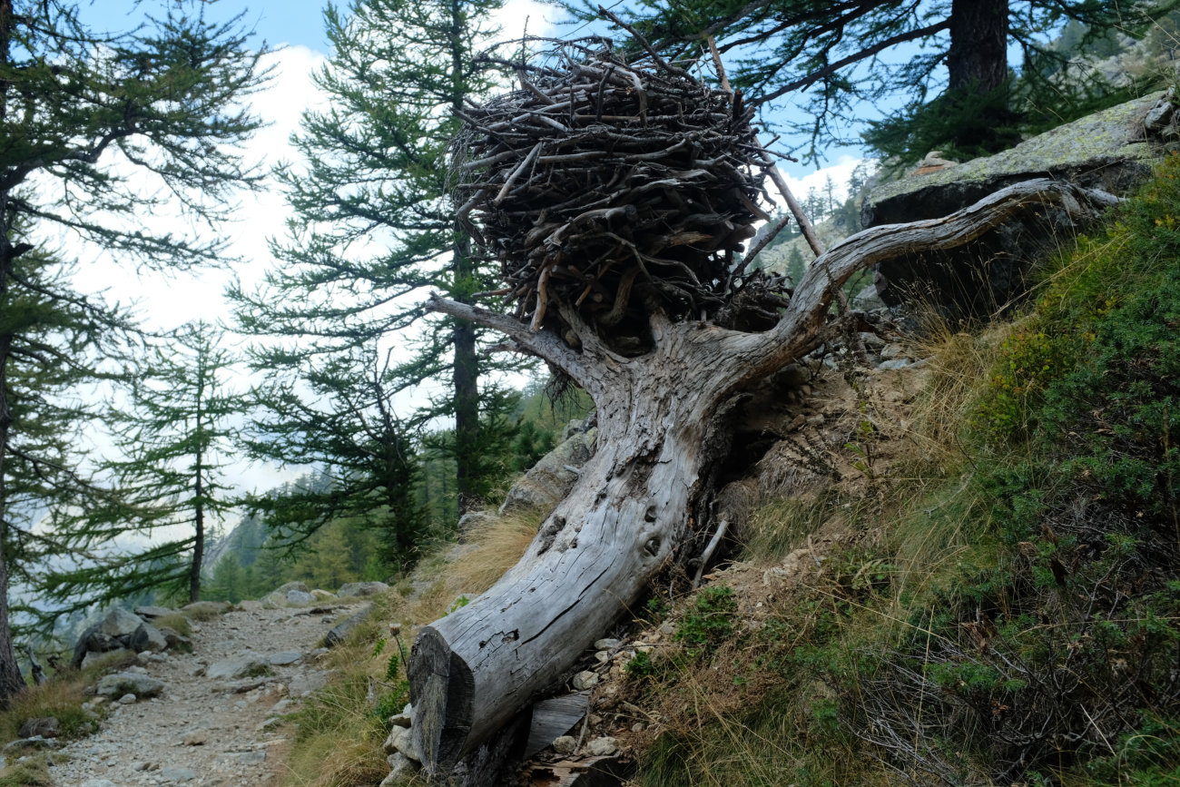 Nest