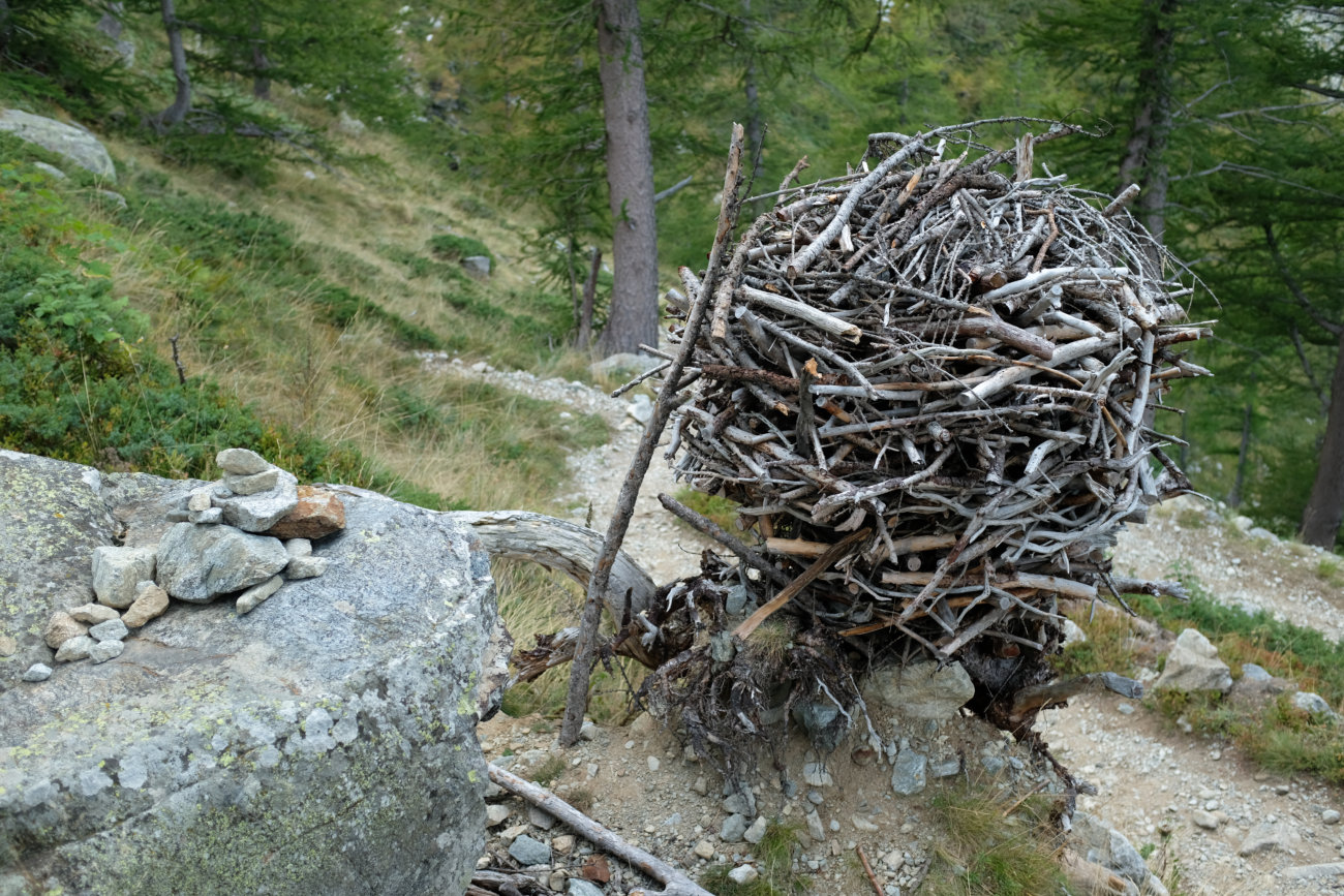 Nest