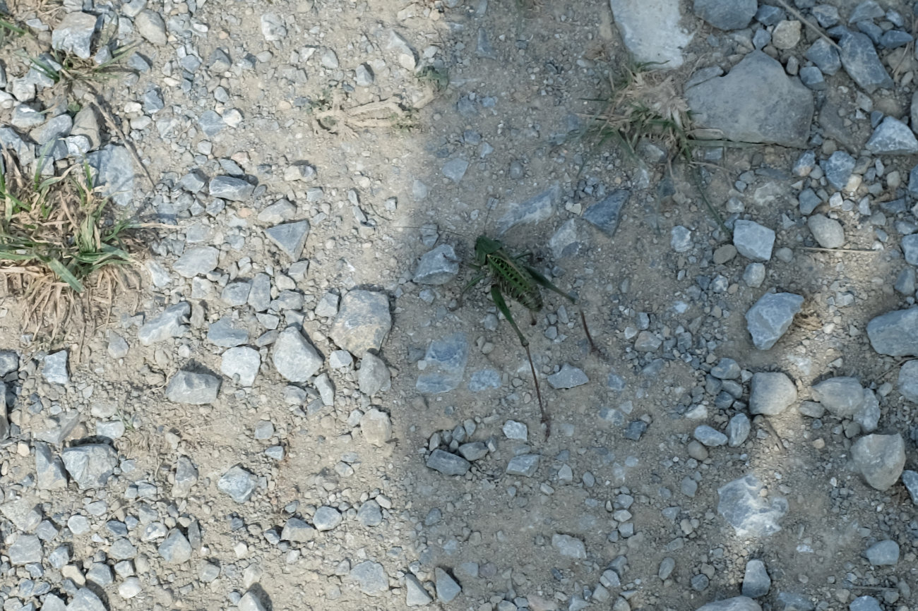 Riesengrashüpfer