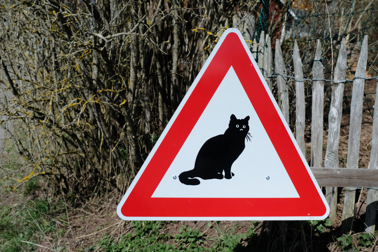 Katze