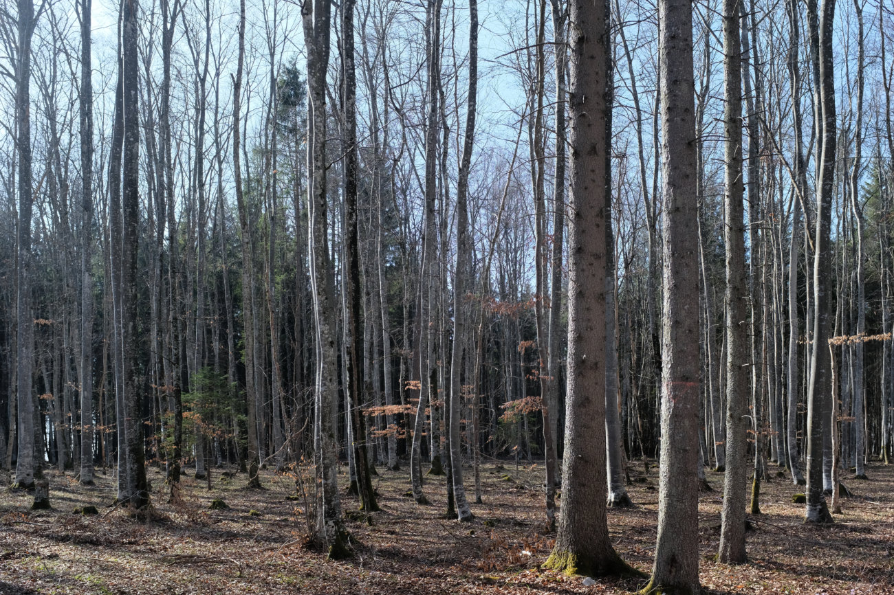 Laubwald