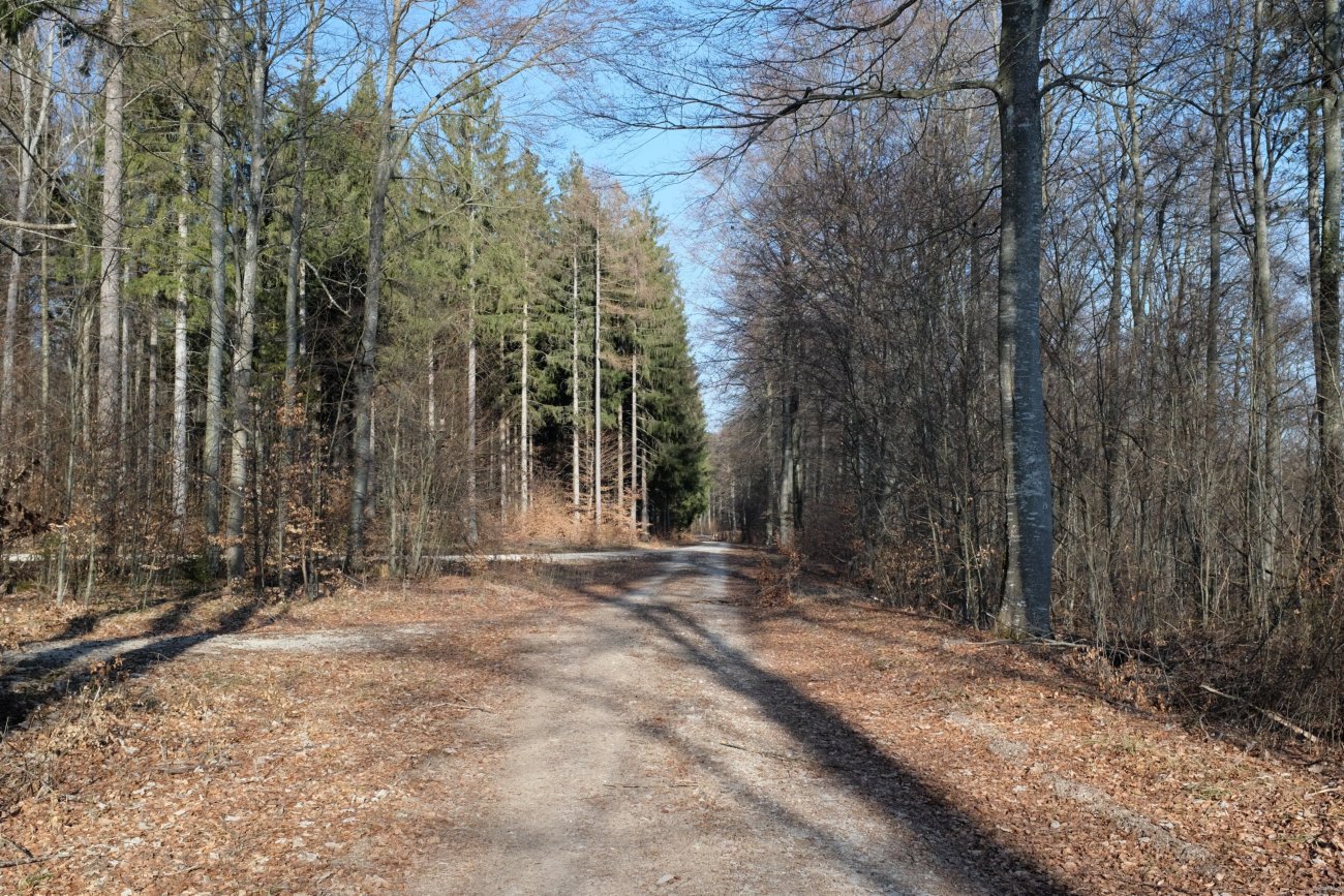 Laubwald